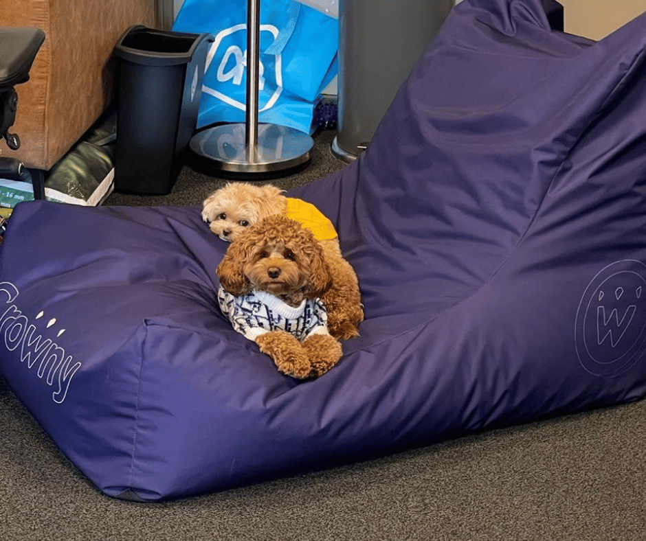 Lulu and Kioshi - Crowny's office dogs